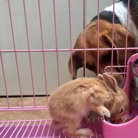 天津宠物家庭式寄养 不关笼子，优质食品用品全保障